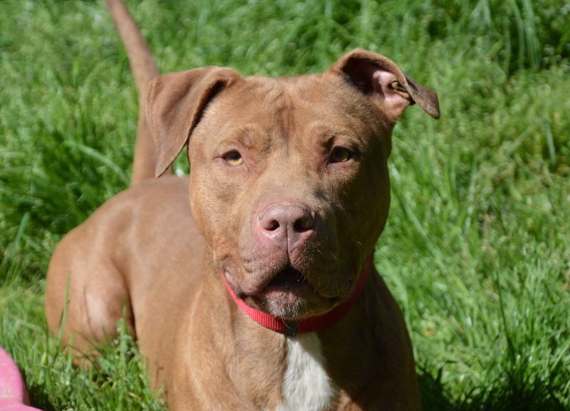 Animal à l'adoption