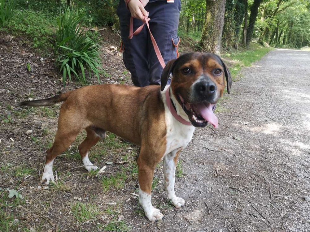 Animal à l'adoption