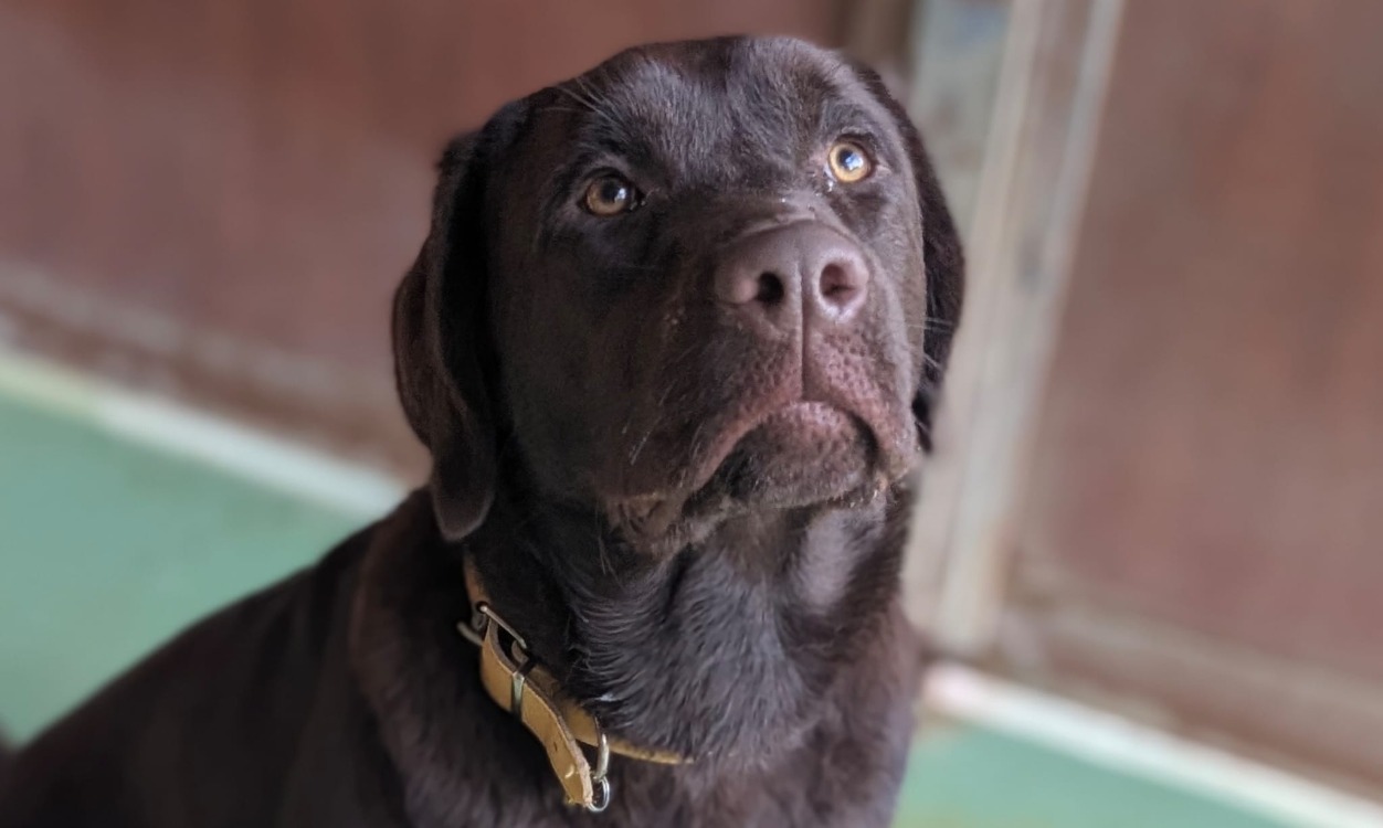 Animal à l'adoption