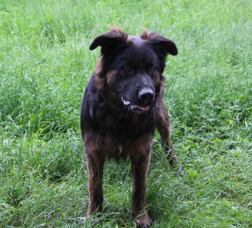 Animal à l'adoption