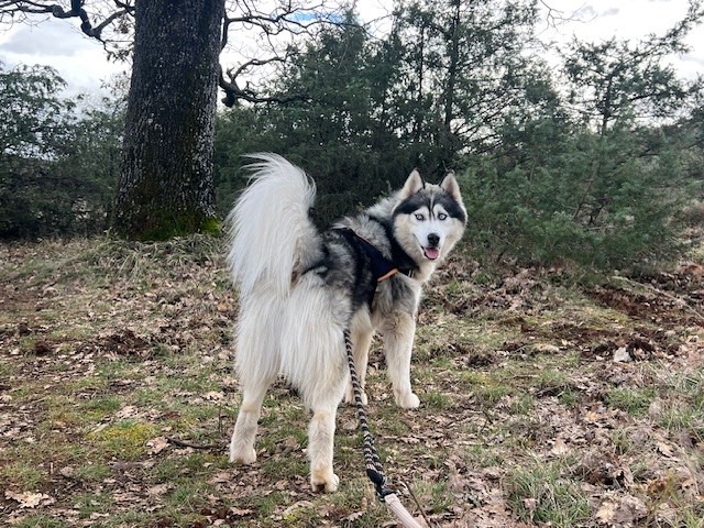 Animal à l'adoption