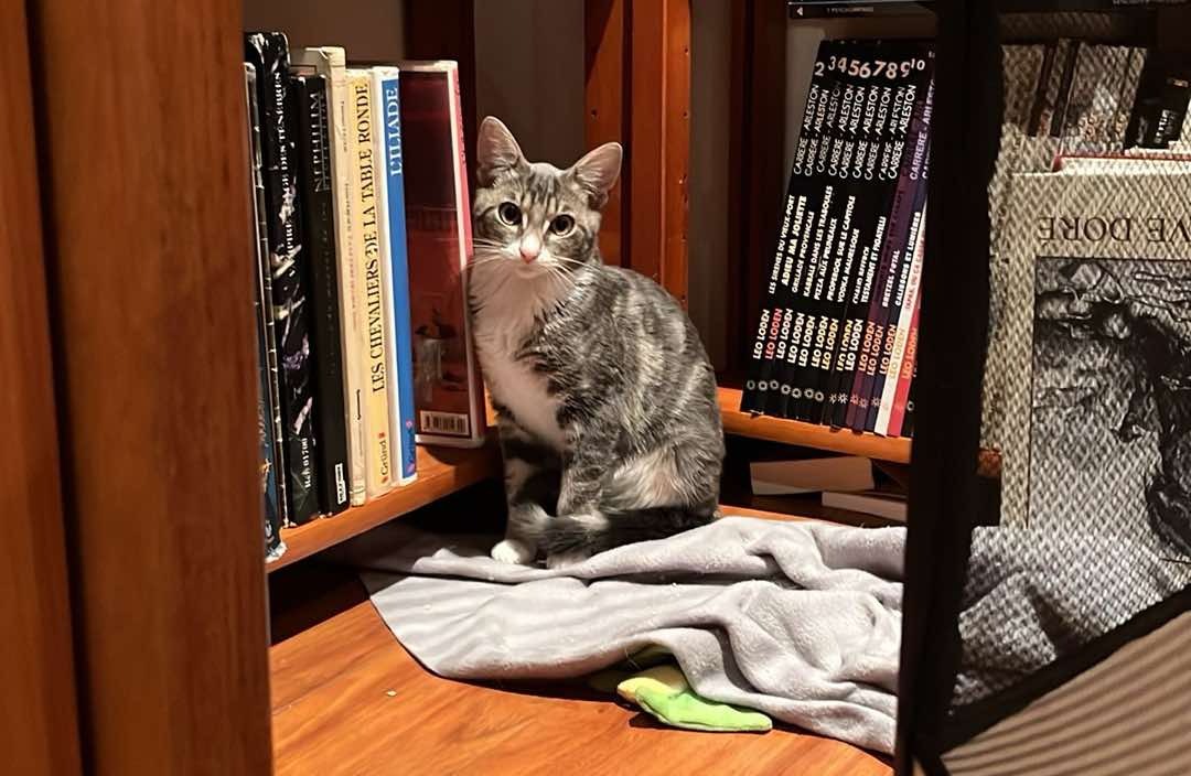 Animal à l'adoption