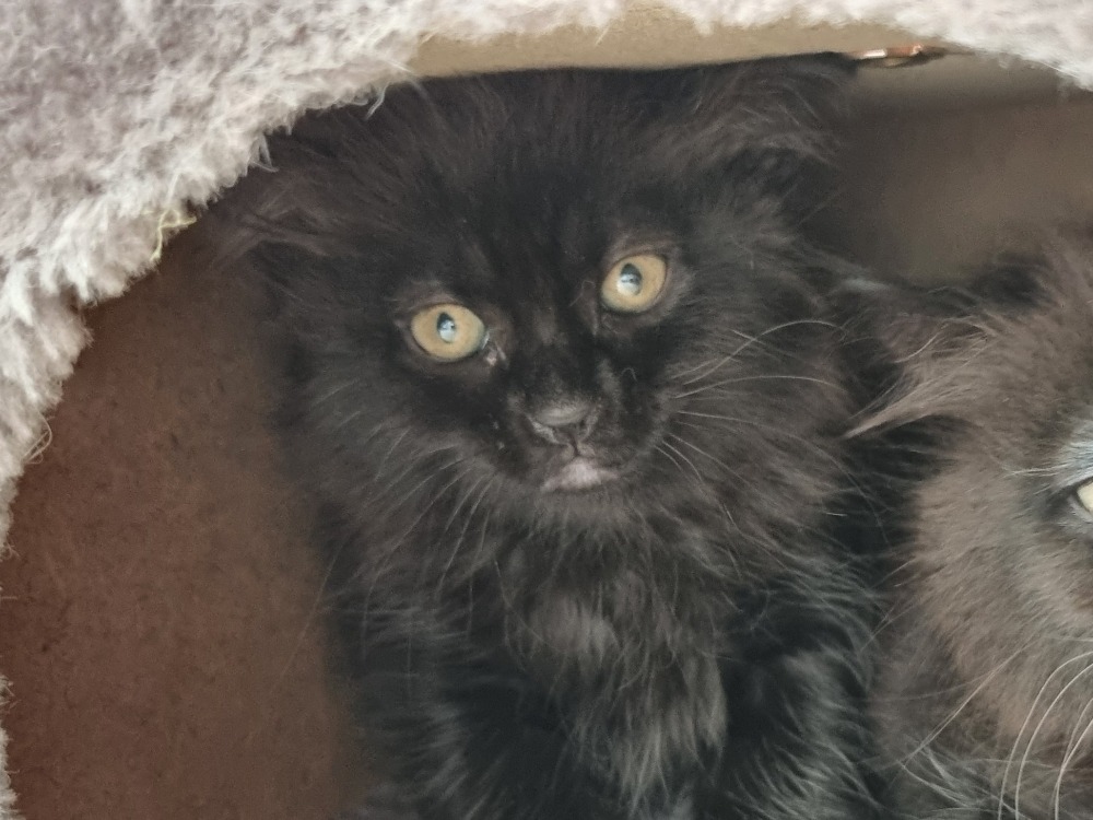 Animal à l'adoption