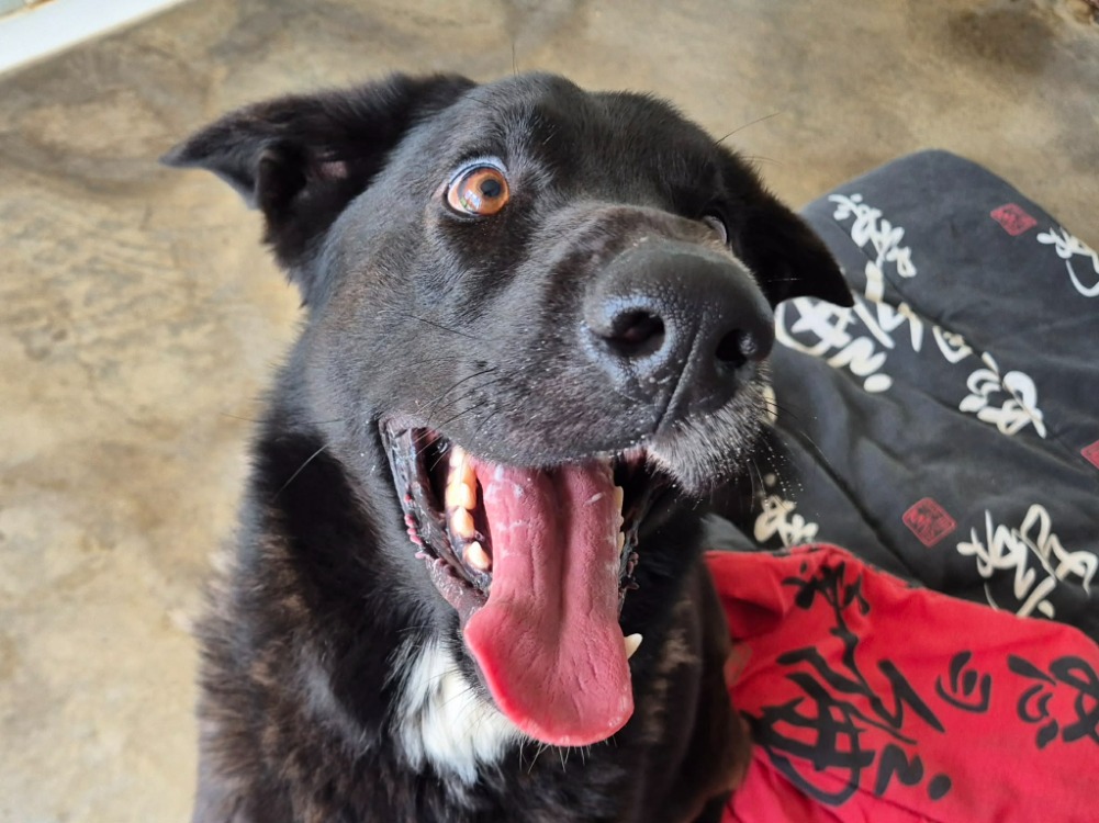 Animal à l'adoption