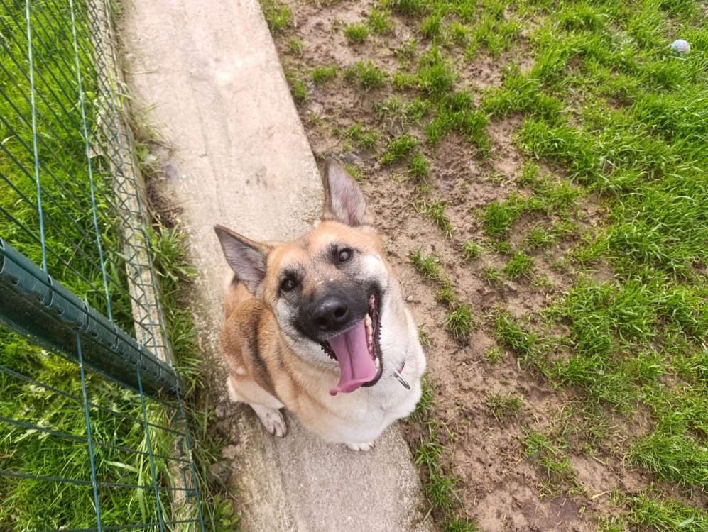 Animal à l'adoption