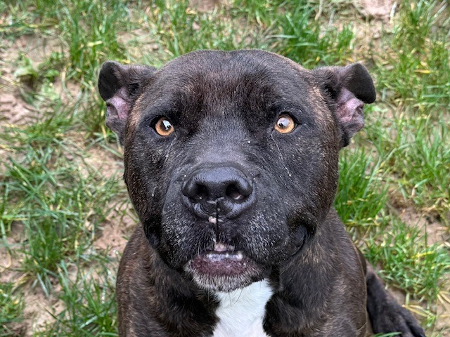 Animal à l'adoption