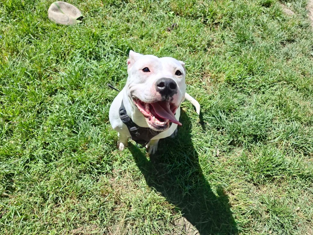 Animal à l'adoption