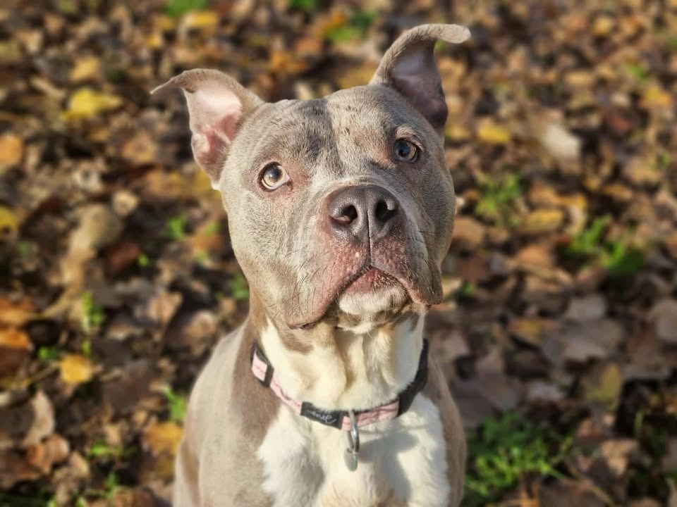 Animal à l'adoption