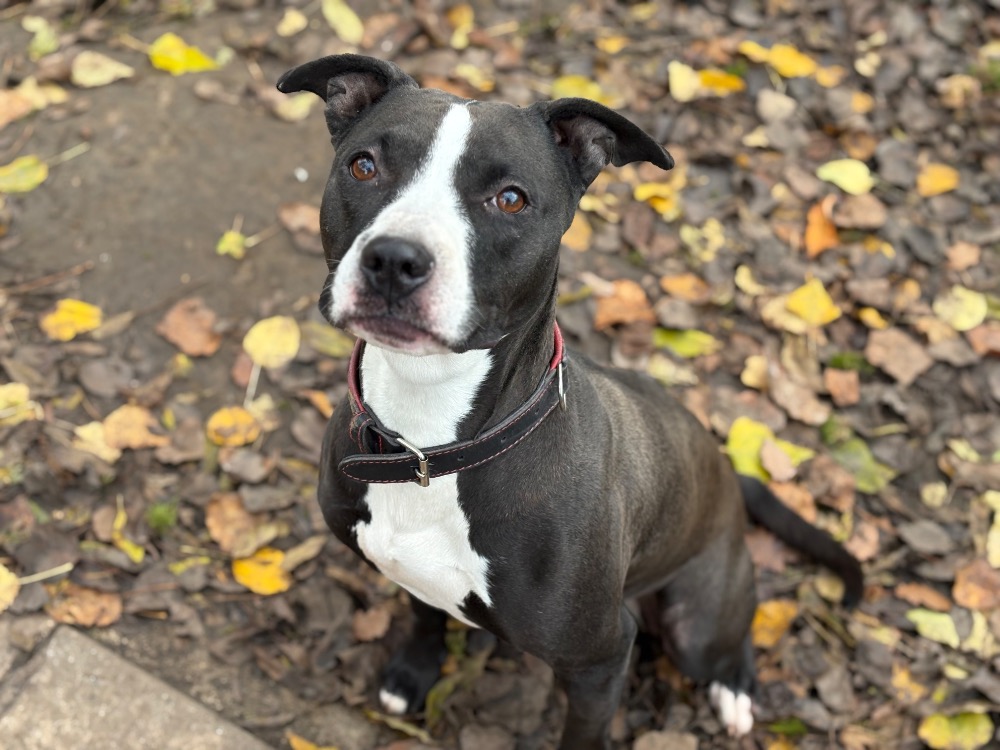 Animal à l'adoption