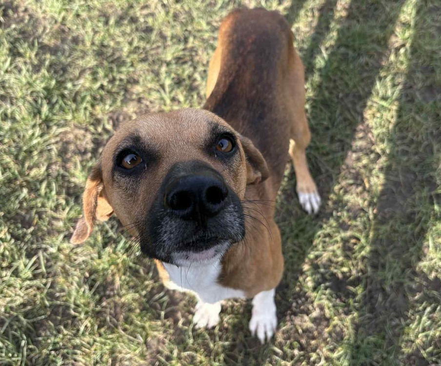 Animal à l'adoption