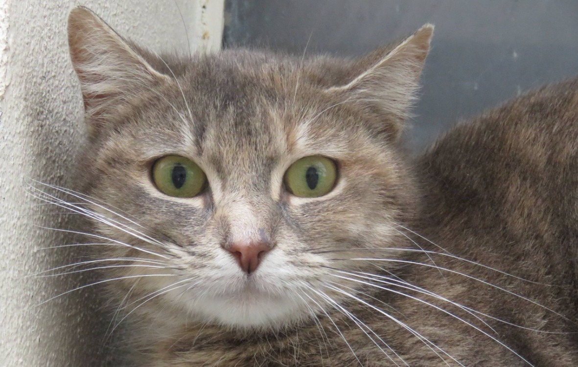 Animal à l'adoption