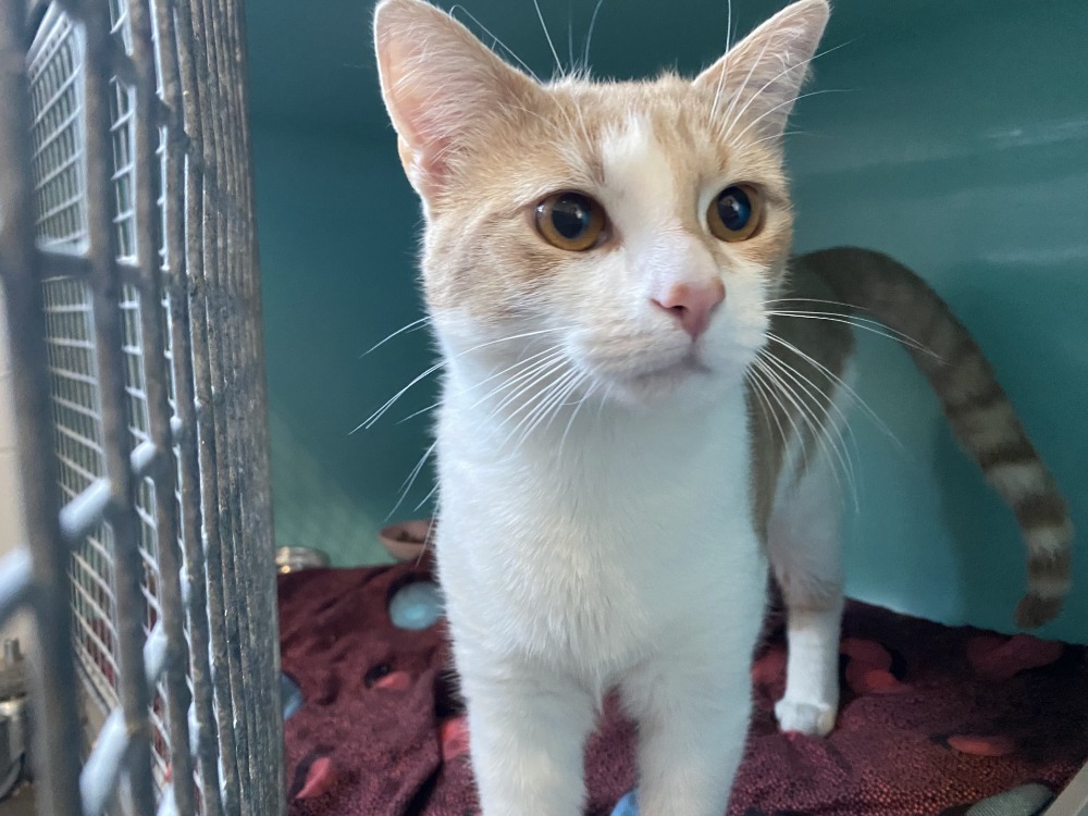 Animal à l'adoption