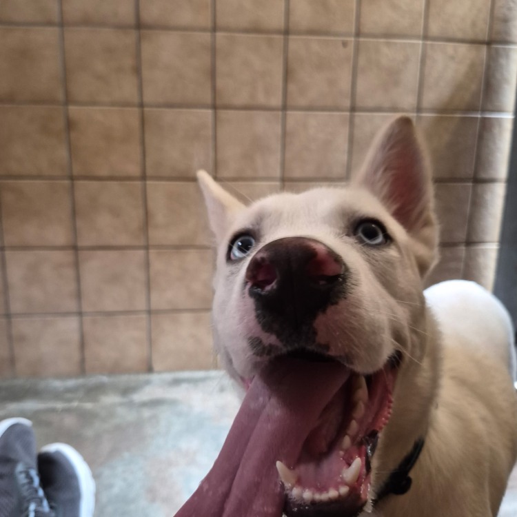 Atlas
