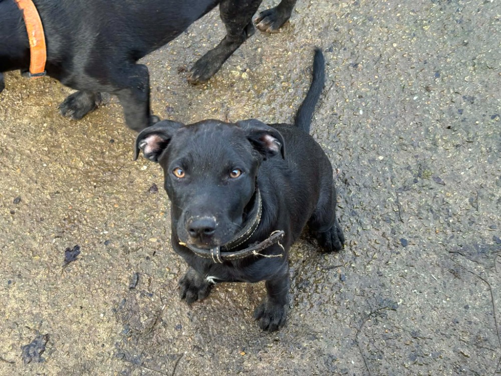Animal à l'adoption
