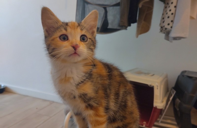 Animal à l'adoption