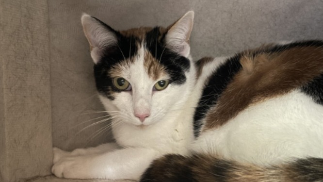 Animal à l'adoption