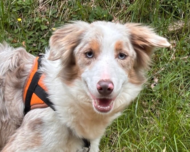 Animal à l'adoption