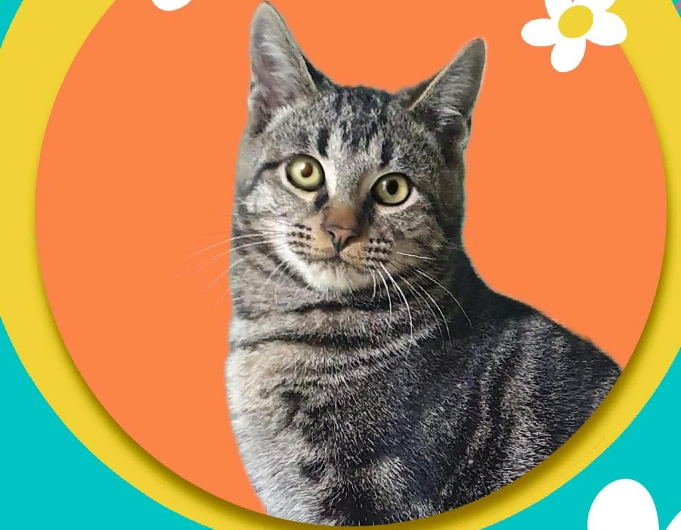 Animal à l'adoption