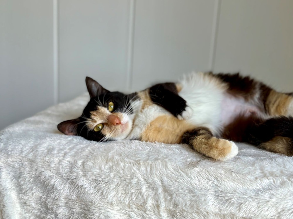 Animal à l'adoption