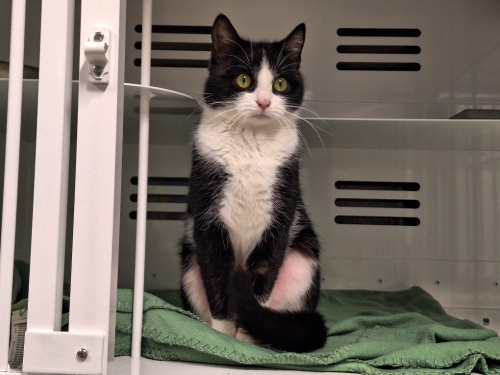 Animal à l'adoption