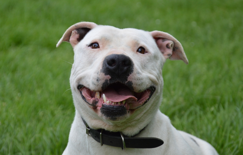 Animal à l'adoption