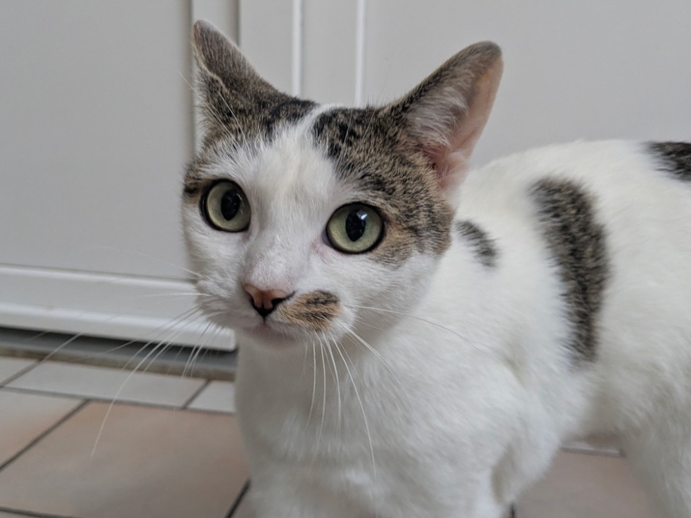 Animal à l'adoption