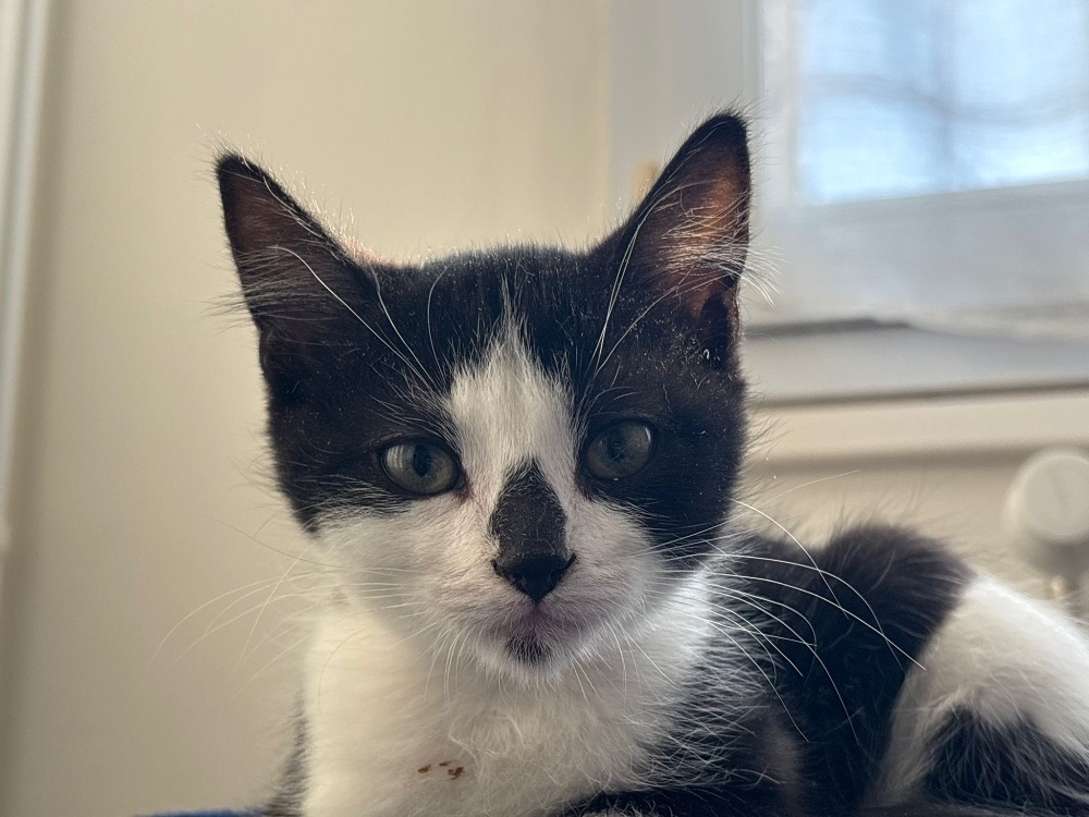 Animal à l'adoption