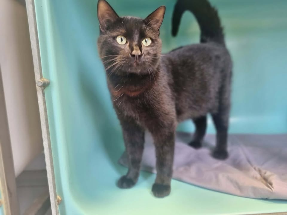 Animal à l'adoption