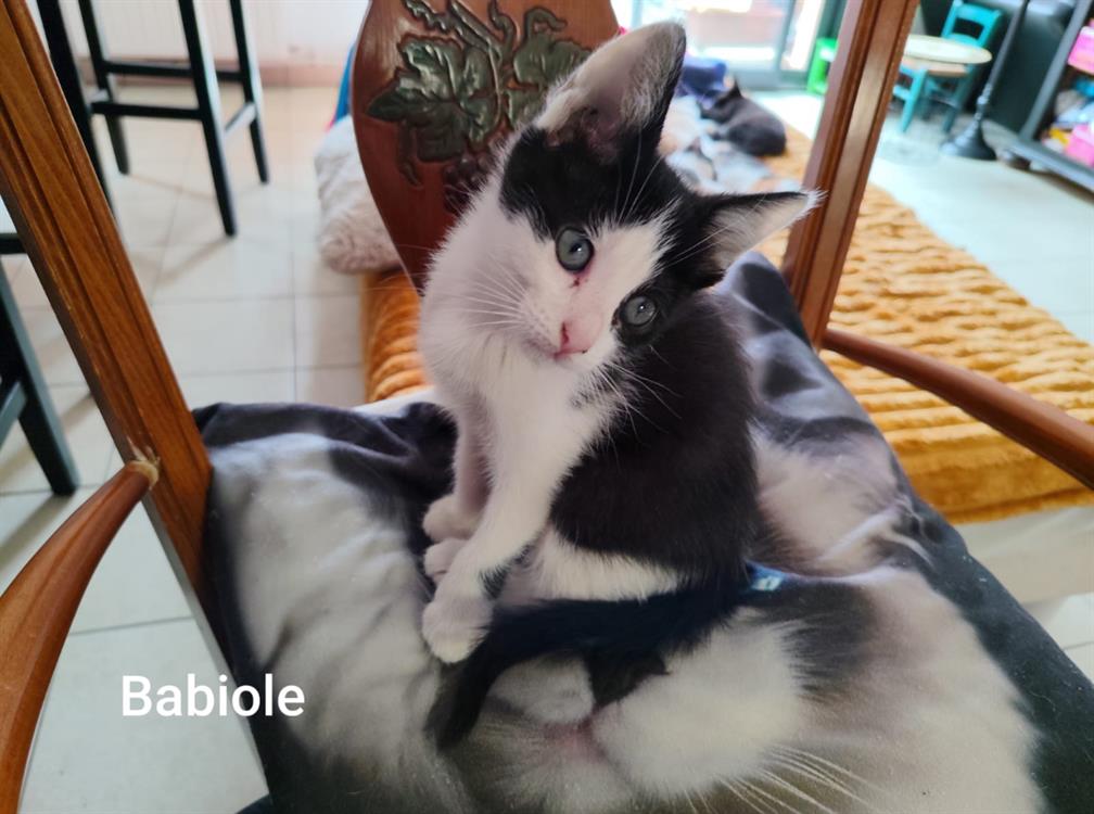 Babiole