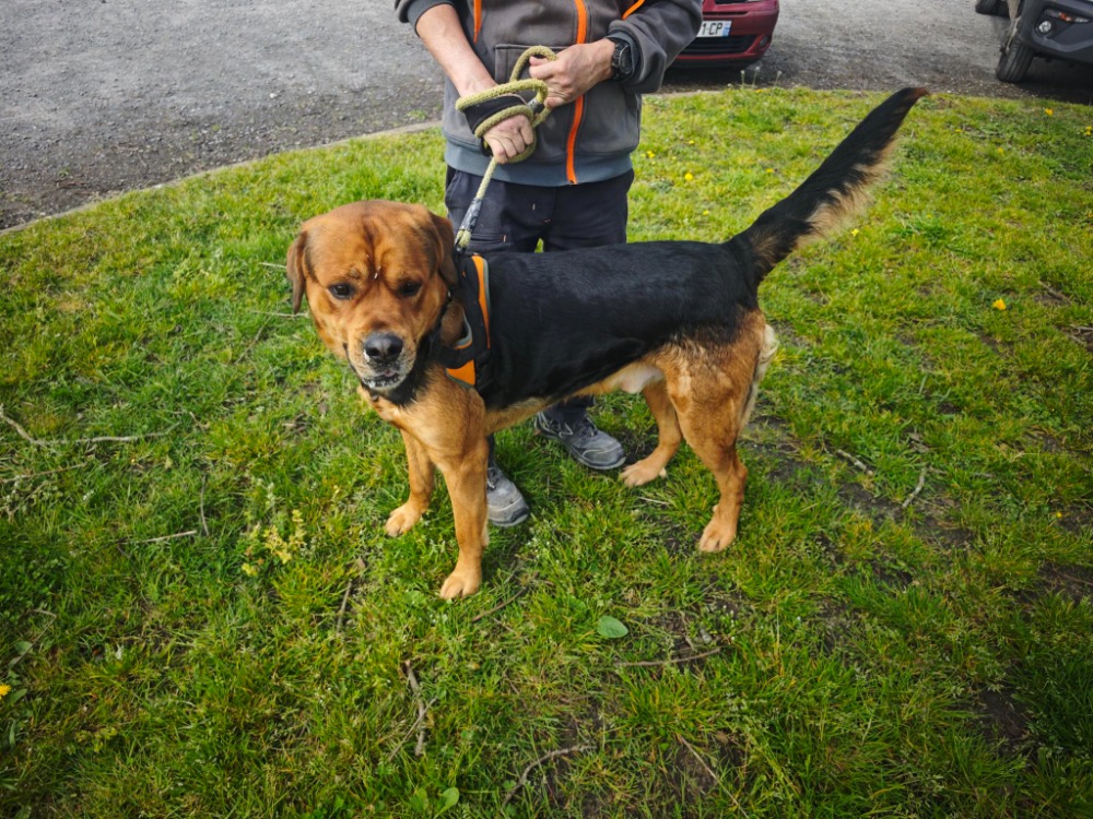 Animal à l'adoption