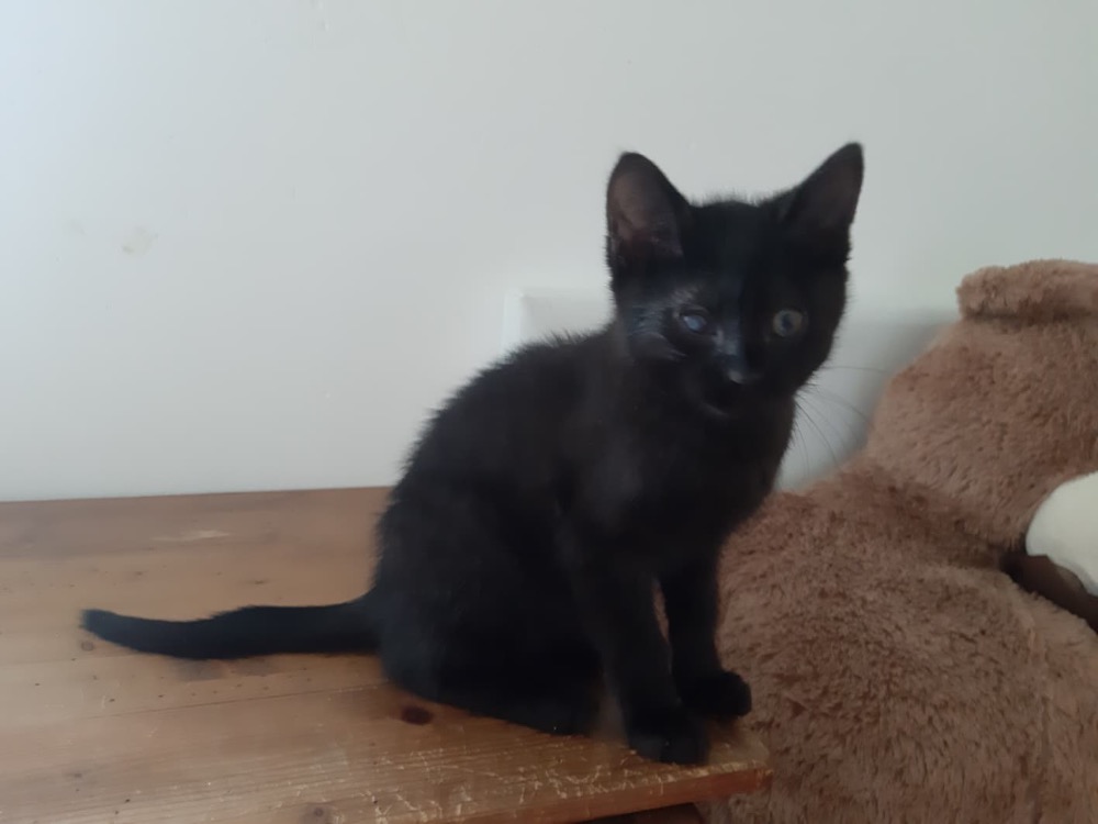 Animal à l'adoption