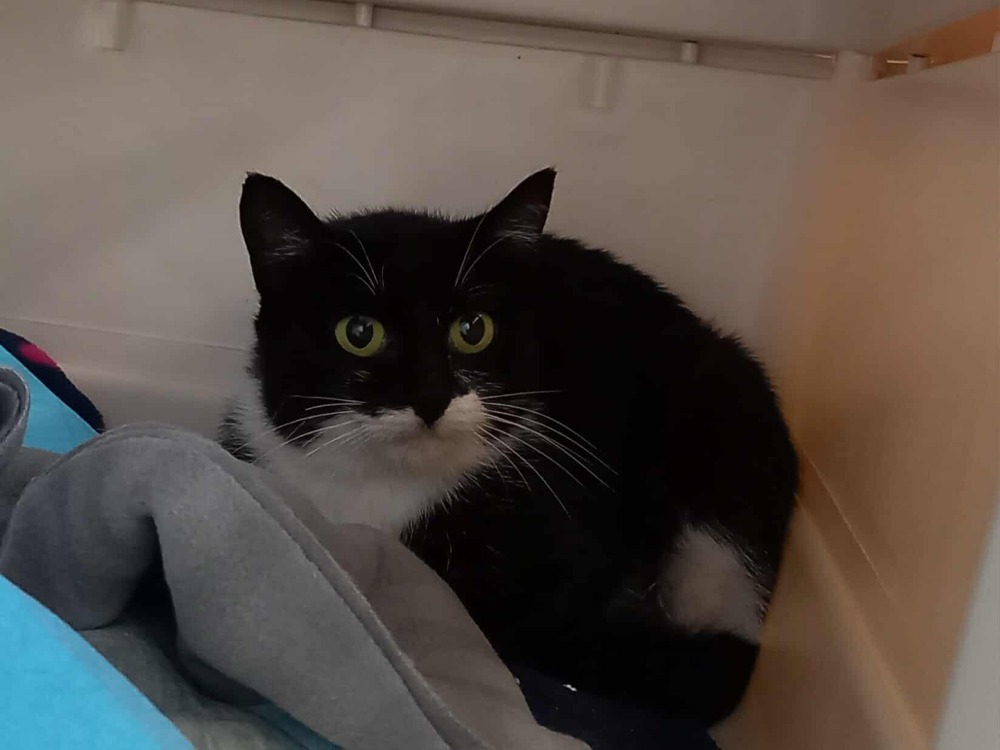 Animal à l'adoption