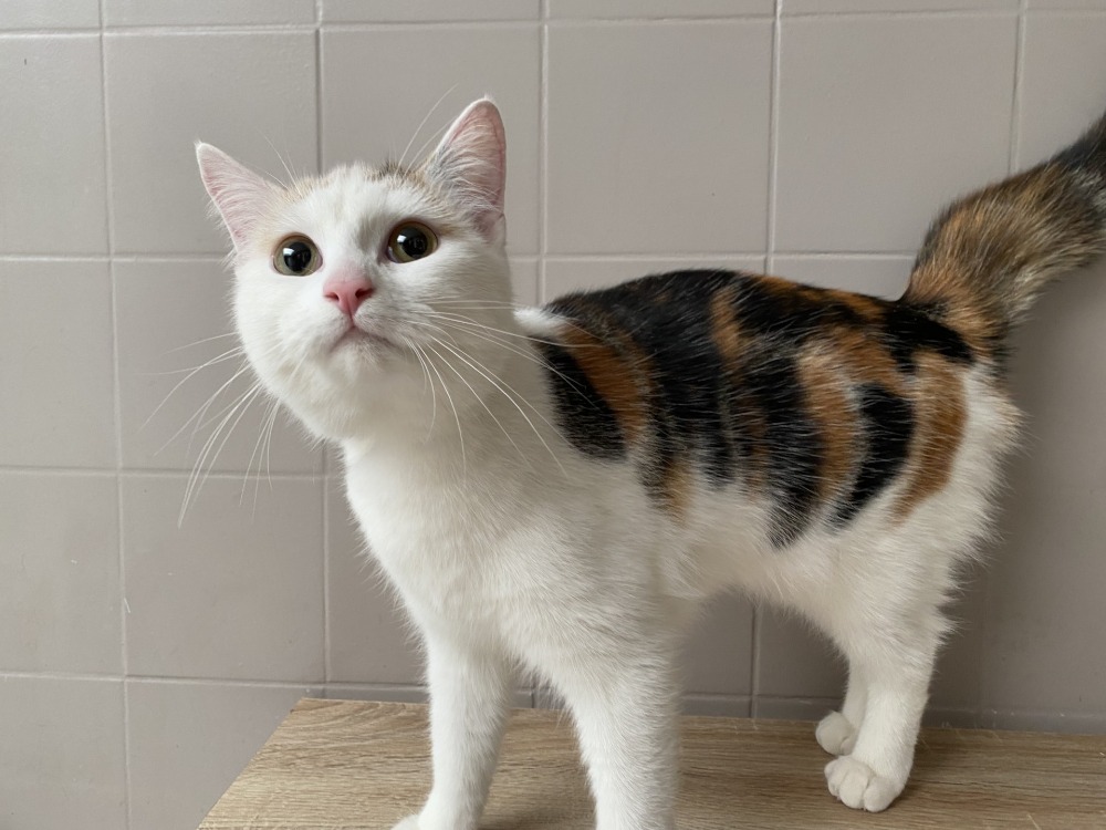 Animal à l'adoption