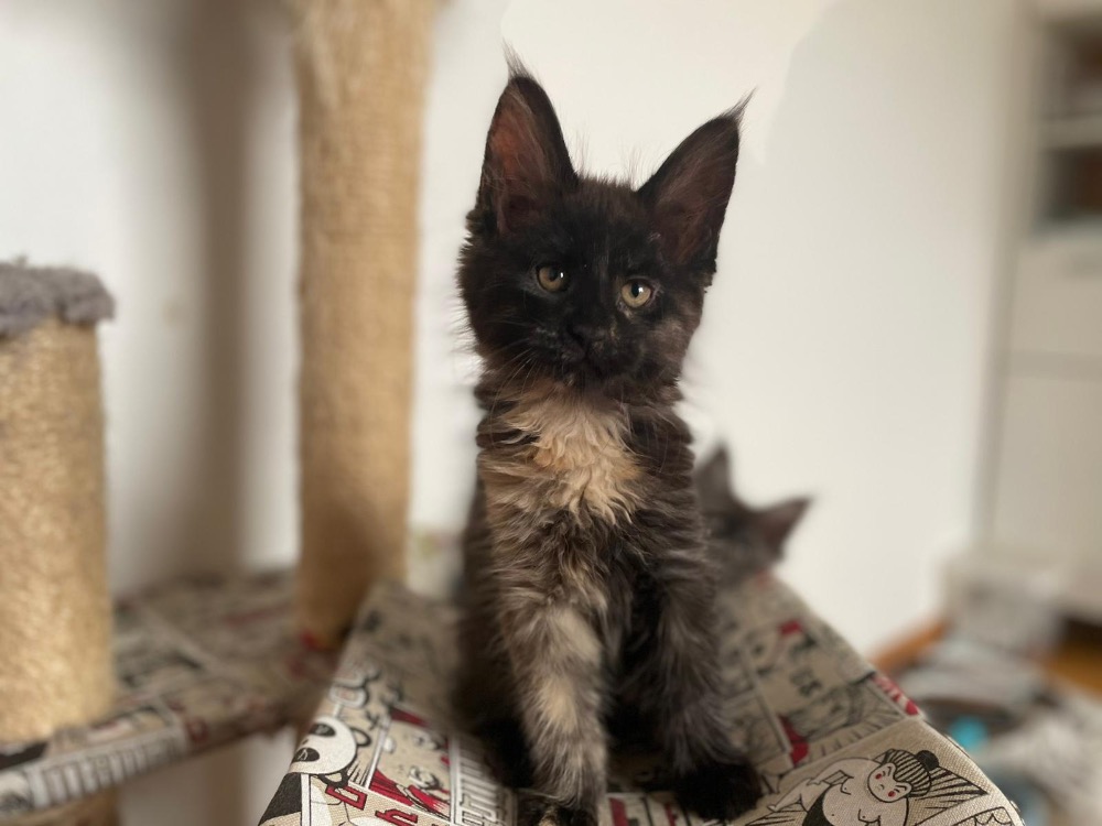 Animal à l'adoption