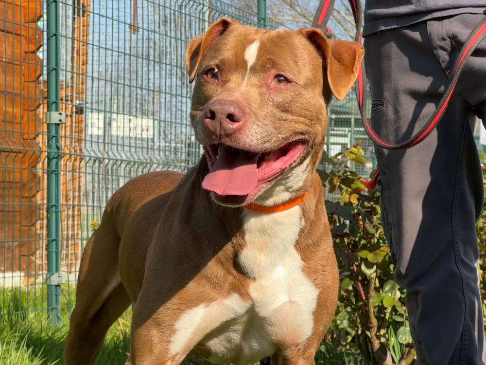Animal à l'adoption