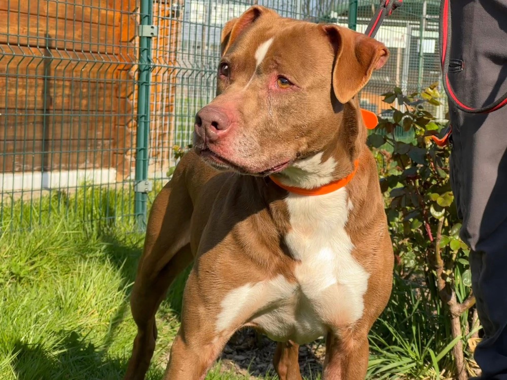 Photo de Bakhoe en sos urgent