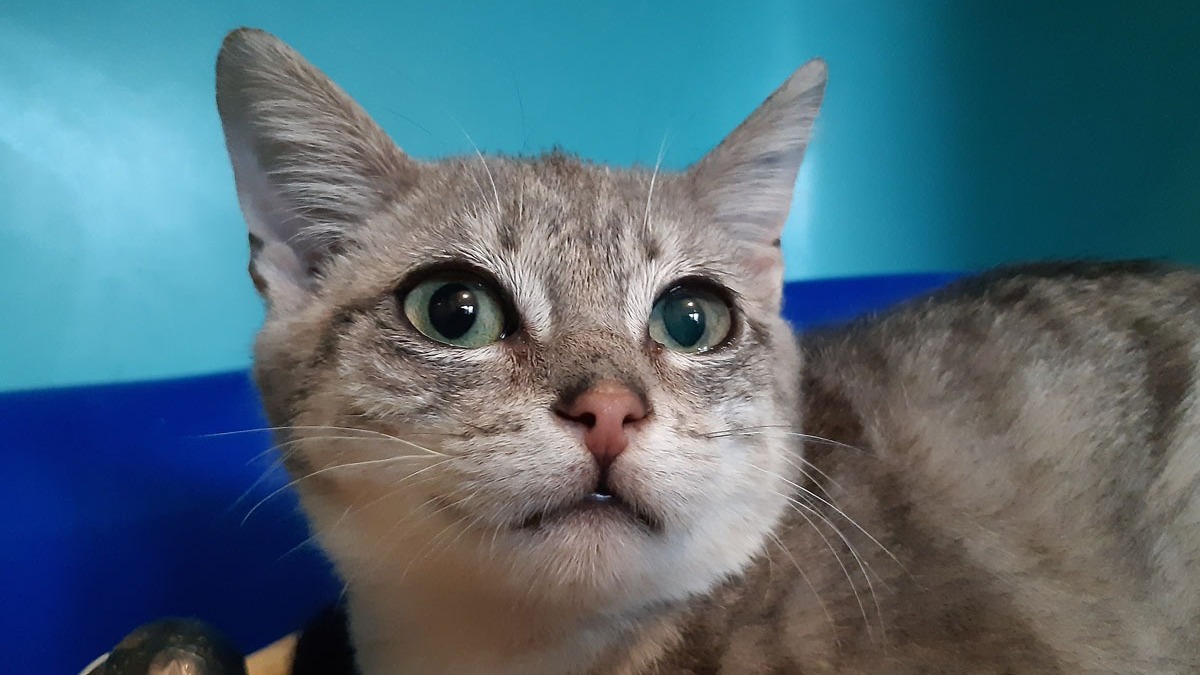 Animal à l'adoption