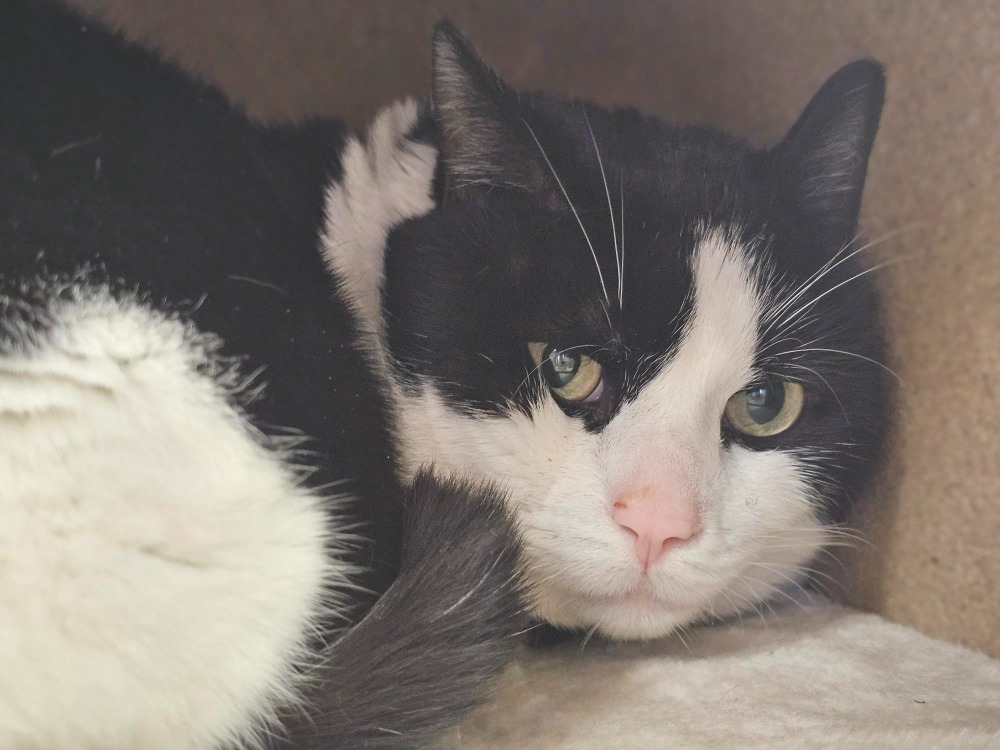 Animal à l'adoption