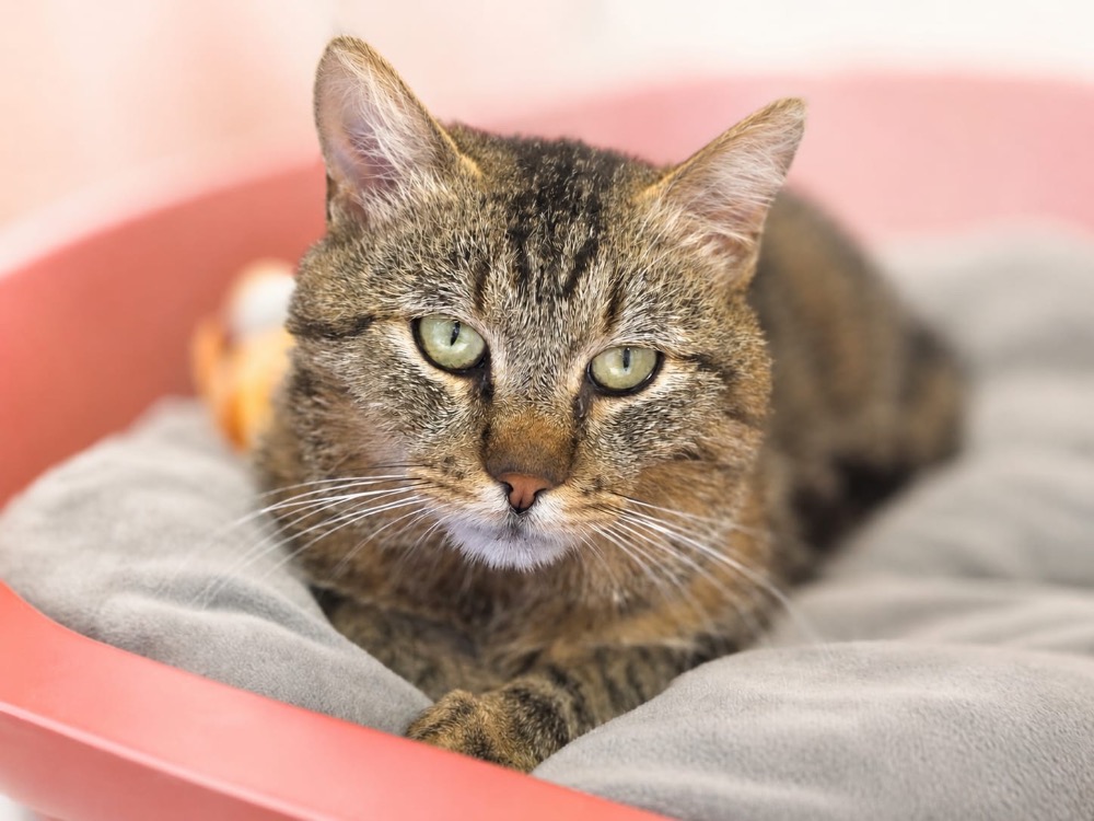 Animal à l'adoption