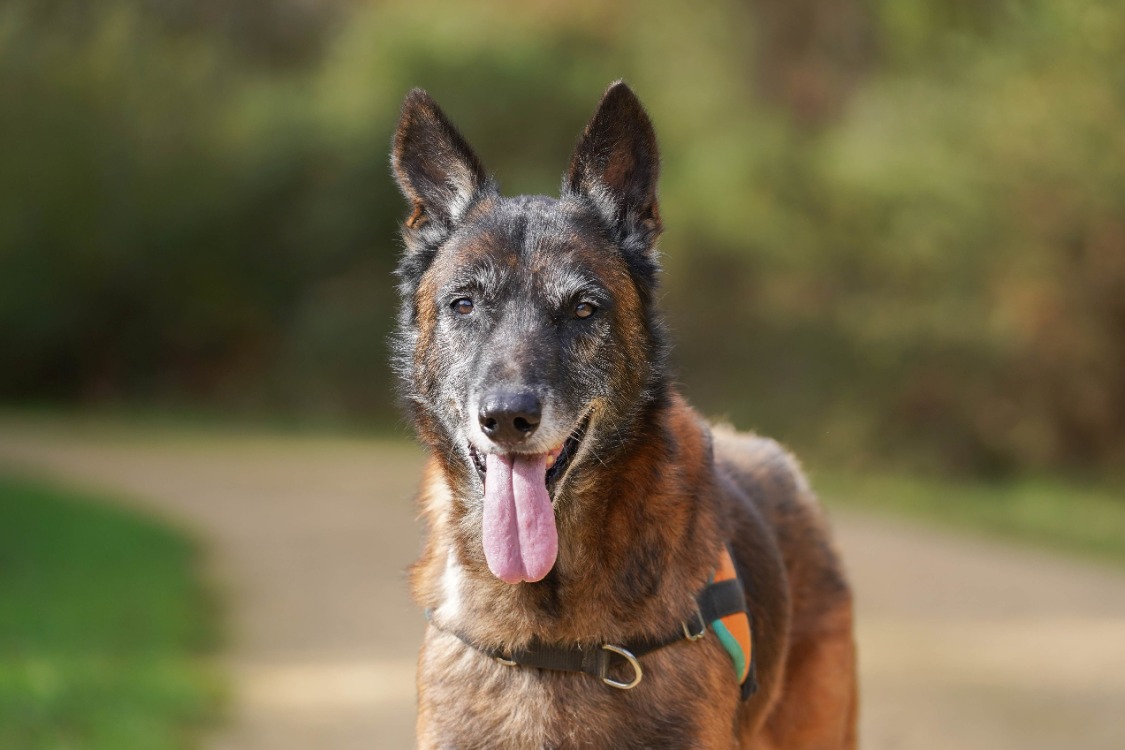Animal à l'adoption