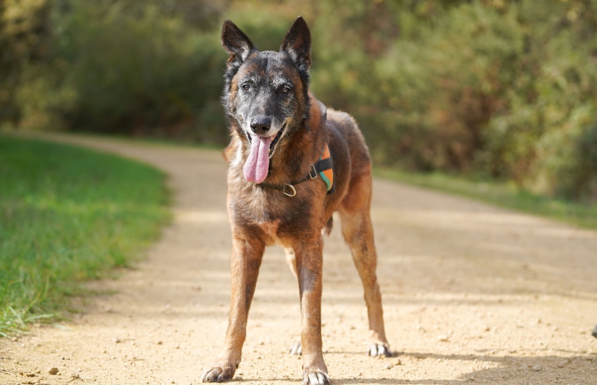 Photo de Balou
