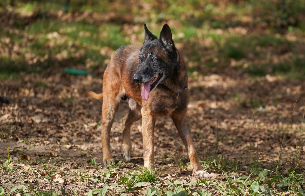Photo de Balou