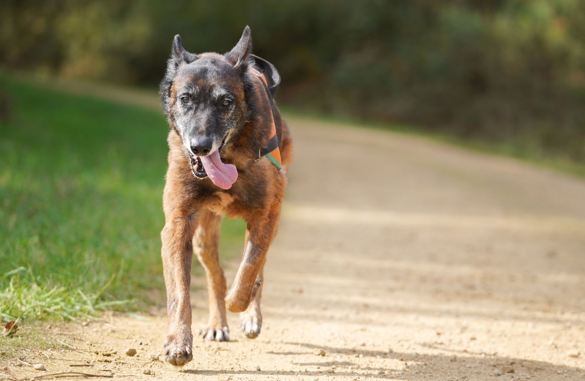 Photo de Balou
