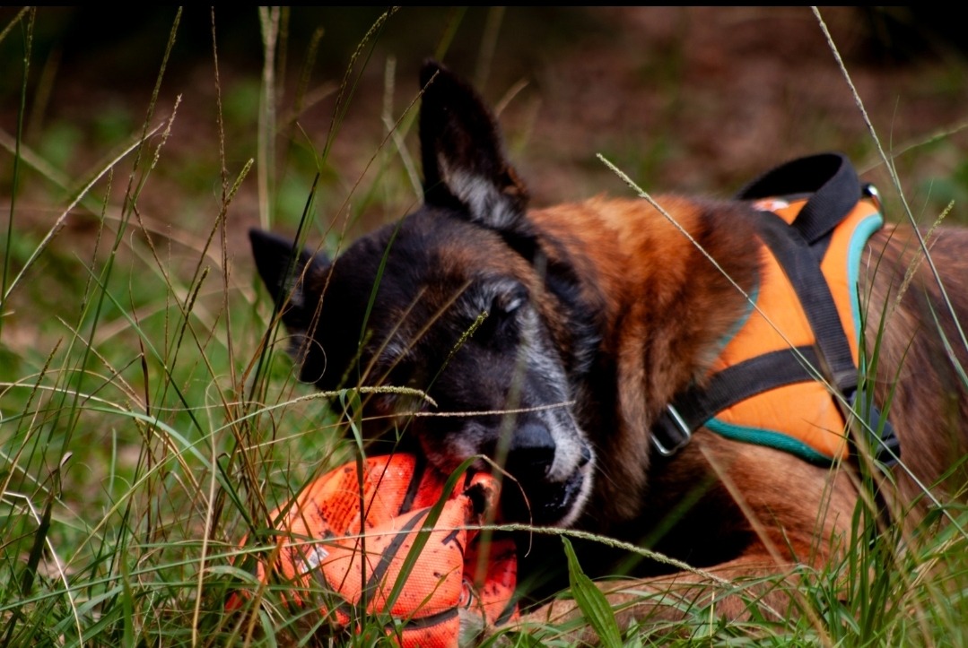 Photo de Balou