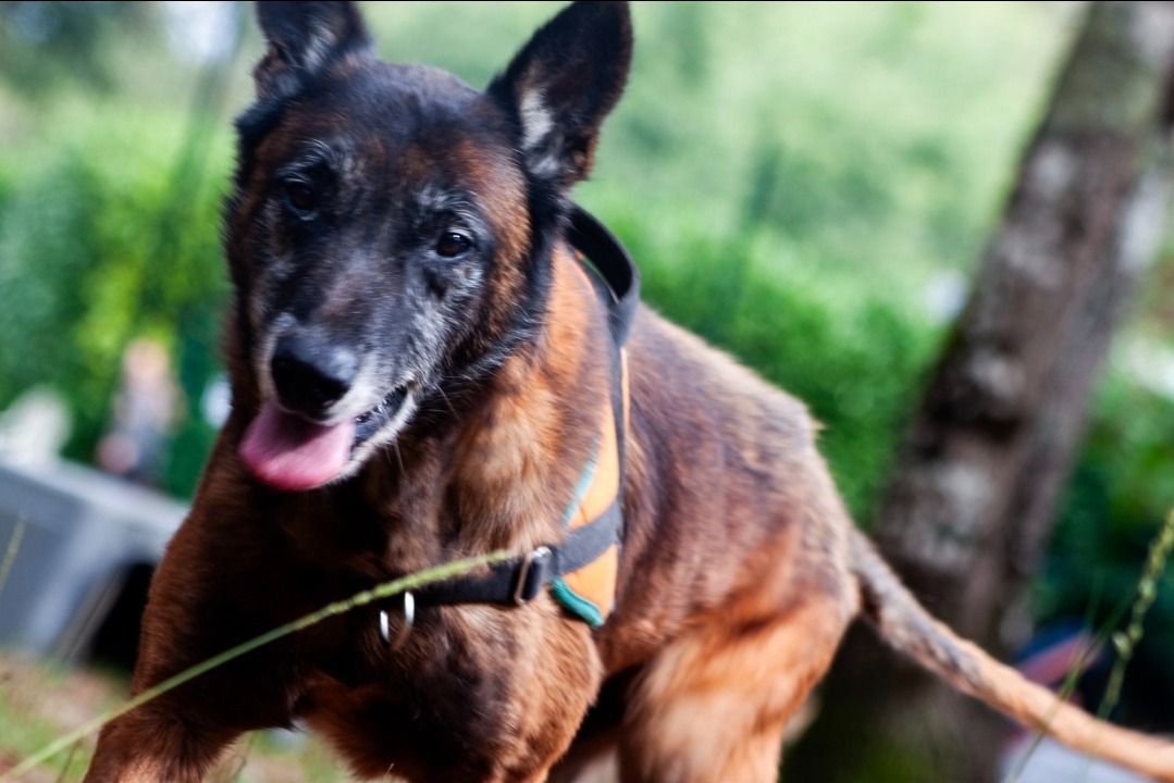 Photo de Balou