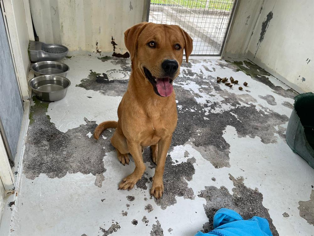 Animal à l'adoption