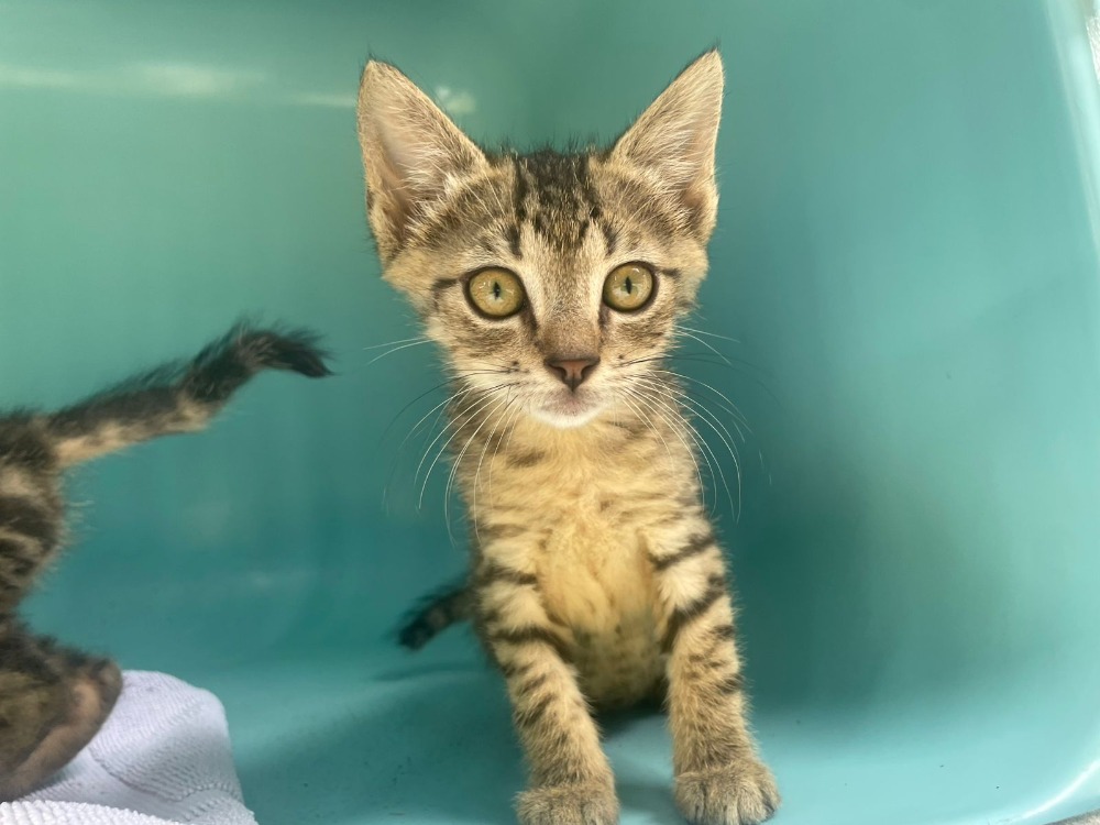Animal à l'adoption