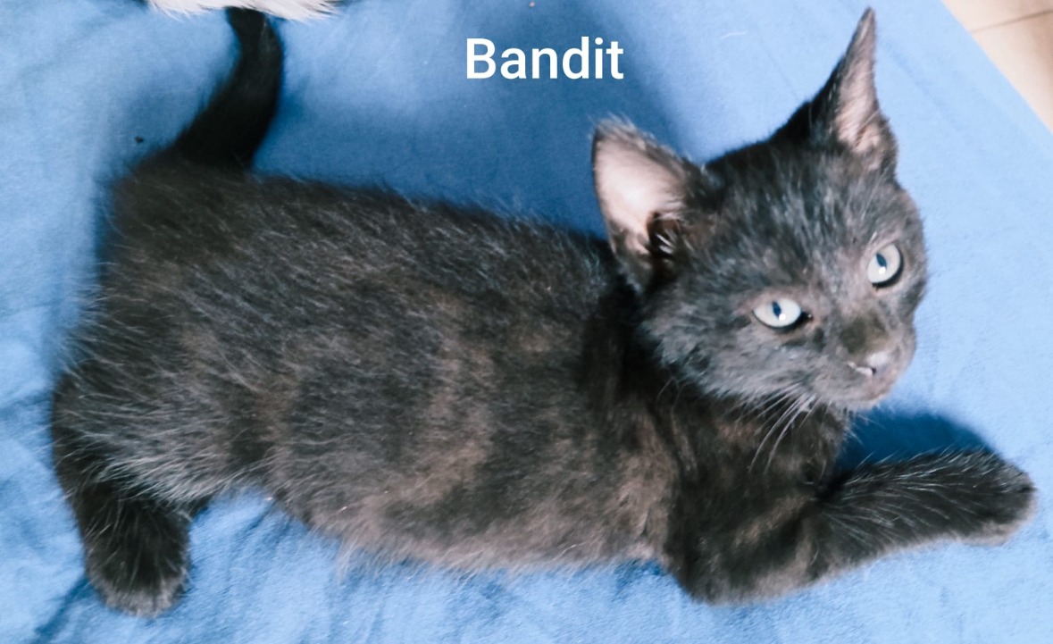 Bandit