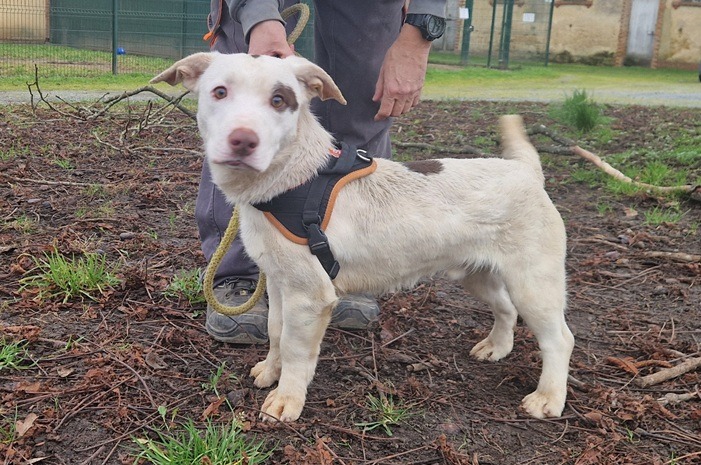 Animal à l'adoption