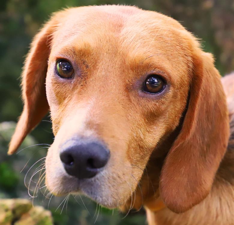 Animal à l'adoption
